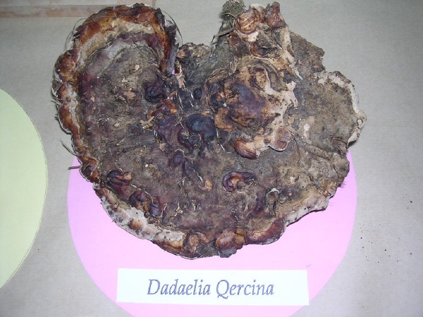 DAEDALEA QUECINA